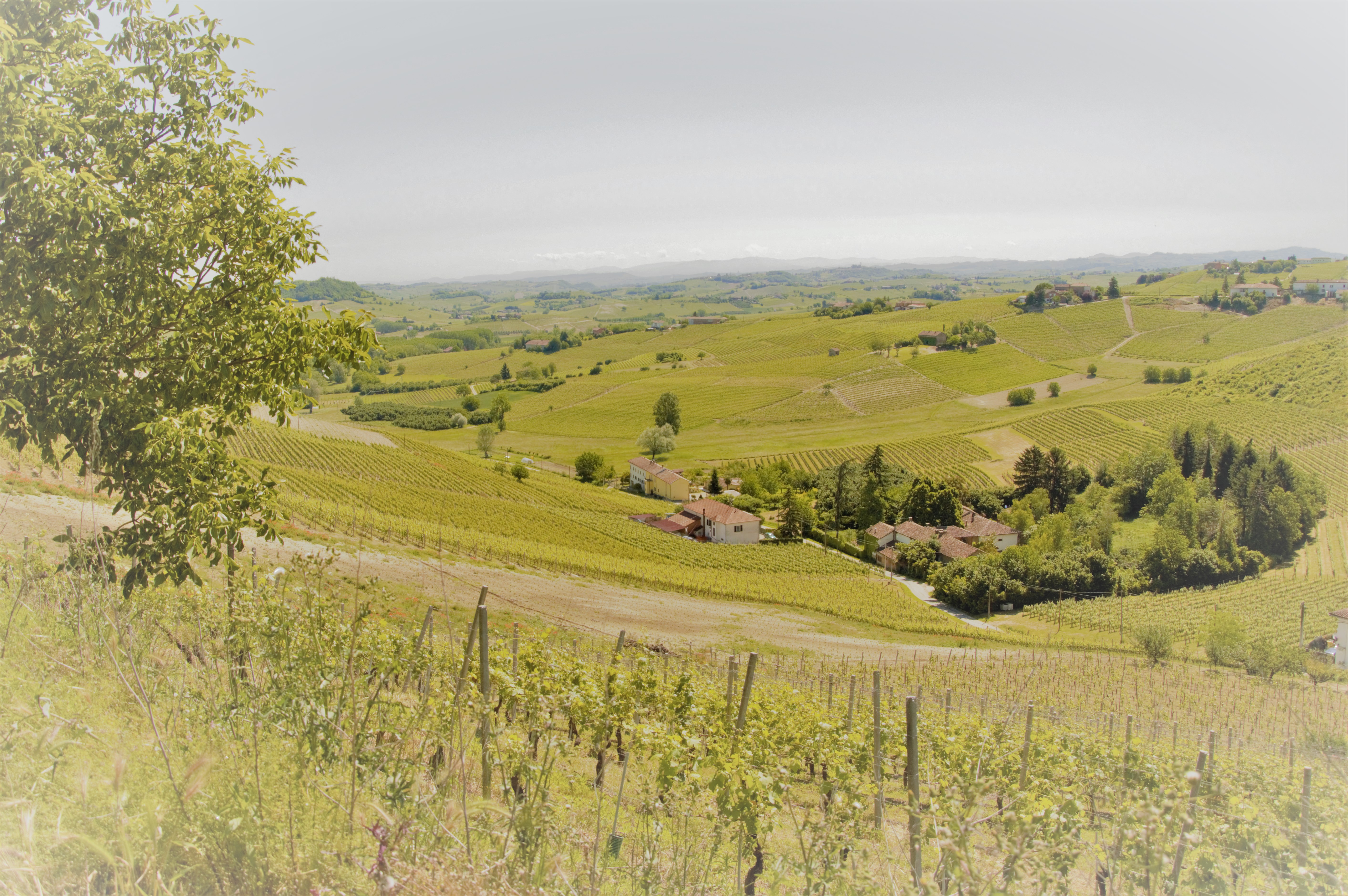 Vigna Casteburio - Azienda Agricola Baldi - Costigliole Monferrato